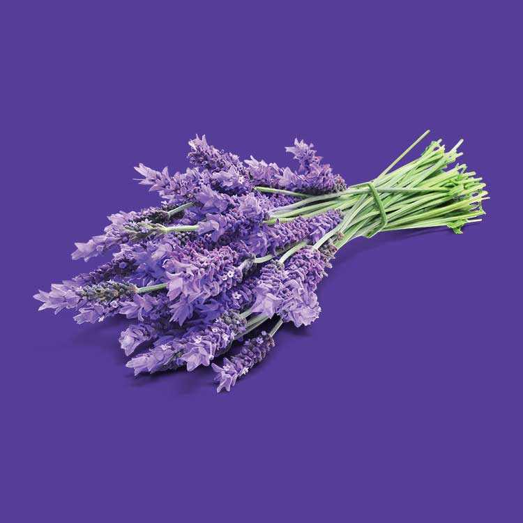 image of Lavender & Sage